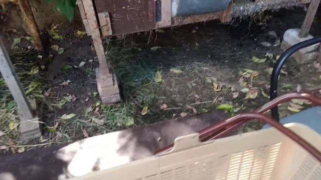 Вес кролика в 4 месяца ризен голд