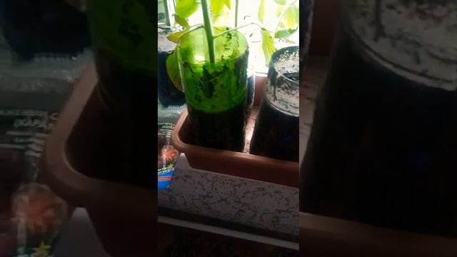 Как сделать отметку где- какой томат посадила. Зацвел томат Король Сибири. смотреть онлайн