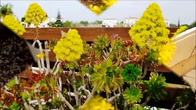 КИПР. БАБОЧКИ В ПЕРВЫЙ ДЕНЬ ВЕСНЫ смотреть онлайн