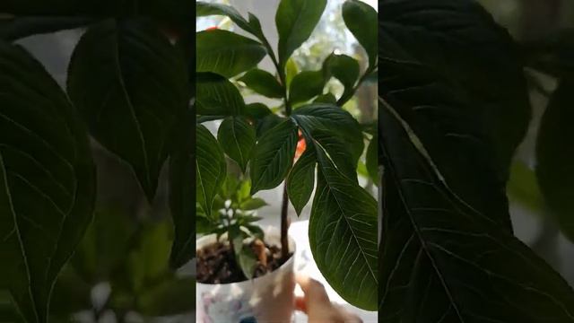 Зефирантес, эсхинантус, аморфофаллюс смотреть онлайн