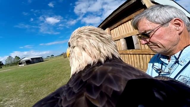 An American Bald Eagle flies with a GoPro смотреть онлайн