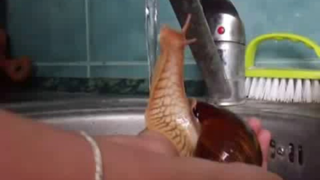 Водные процедуры домашней улитки смотреть онлайн