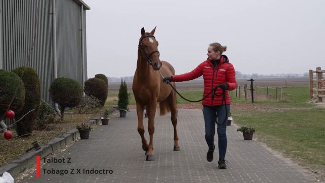 Talbot Z (Tobago Z x Indoctro). смотреть онлайн