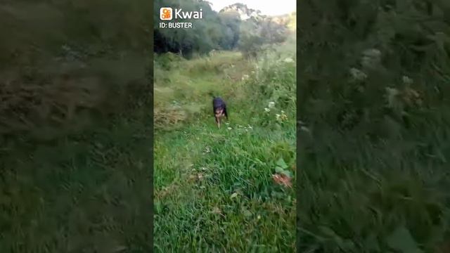 AMERICAN PIT BULL TERRIER смотреть онлайн