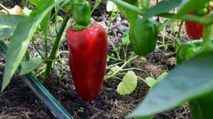 Перец сорта Богатырь