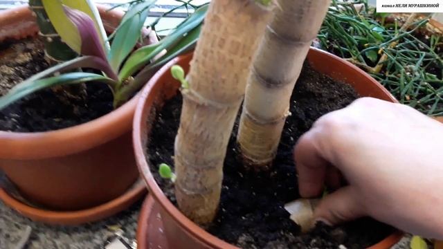 ДЕНЕЖНОЕ ДЕРЕВО (Толстянка). Омоложение и простой способ размножения. смотреть онлайн