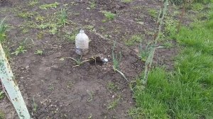 Как раскачать саженцы винограда весной.