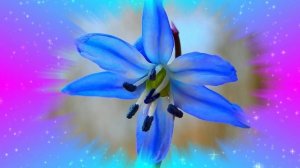 Футаж. Цветочный фон 118