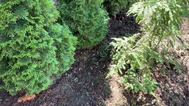 КАК МЕНЯЛСЯ ЕЩЁ ОДИН УЧАСТОК В НАШЕМ САДУ И КАКОЙ ЛАНДШАФТНЫЙ ДИЗАЙН В ИТОГЕ У НАС ПОЛУЧИЛСЯ? смотреть онлайн