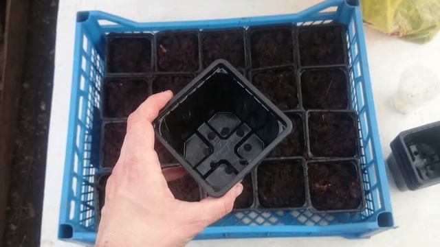 Рассада петунии, пикировка рассады петунии. Правильная подкормка рассады петунии для быстрого роста