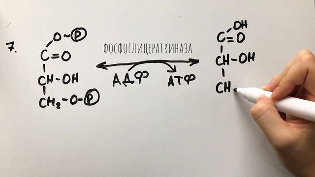 Гликолиз анаэробный/аэробный, челночные системы||медицинская биохимия смотреть онлайн