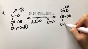 Гликолиз анаэробный/аэробный, челночные системы||медицинская биохимия