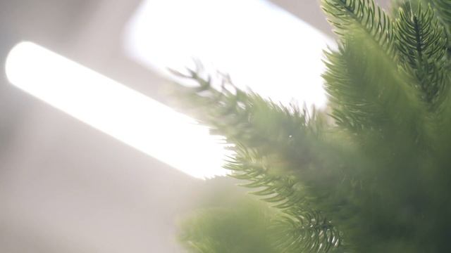 Как выбрать искусственную елку смотреть онлайн