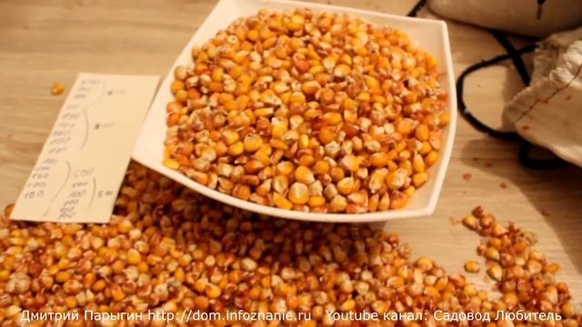Купить семена кукурузы бондюэль смотреть онлайн