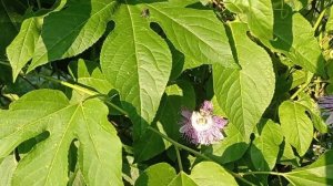 Маракуйя северная.Первые плодики. Секреты большого урожая в открытом грунте.