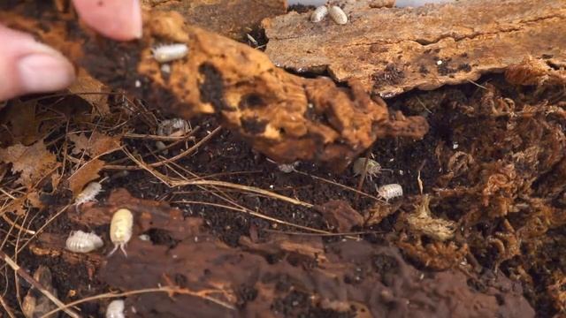 Armadillidium vulgare Magic Potion Isopod - It's Like Magic смотреть онлайн