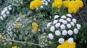 Растение Амми большая (лат. Ammi majus)