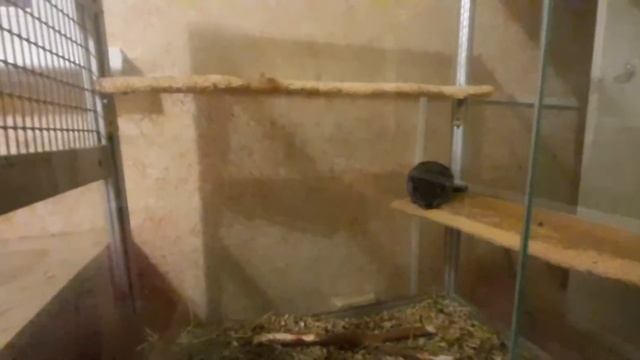 ПОПРЫГУНЬЯ СТРЕКОЗА. смотреть онлайн