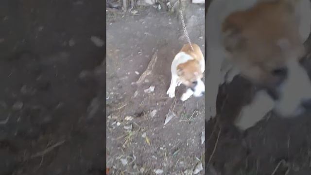 Бойцовские собаки Доргели смотреть онлайн