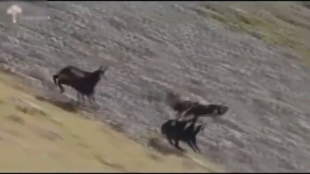 Вот Что Будет Если Разозлишь Бегемота 10 Сумасшедших Битв Животных смотреть онлайн