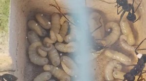 Громадный муравей бульдог