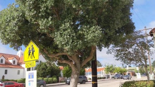 Огромное дерево фейхоа. Huge pineapple guava tree in La Jolla, California