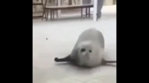 Тюленьчик Мем .Смешные Тюлени .