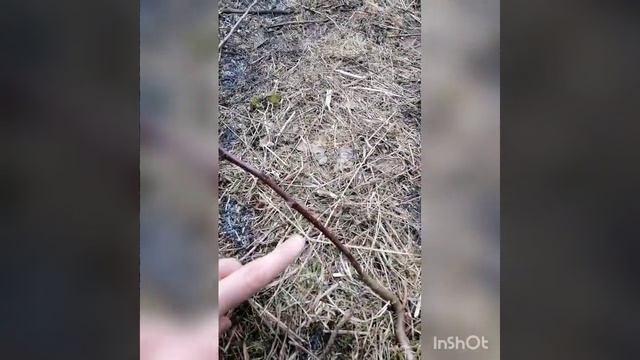 Прививка яблони секатором и в расщеп (Тверь, 2019) смотреть онлайн