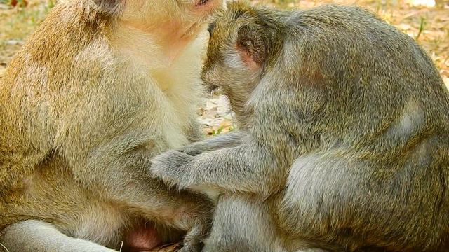 Young Broungo Monkey Come To Offer Best Grooming & Finding Lice To Eat For Big Vannie Monkey