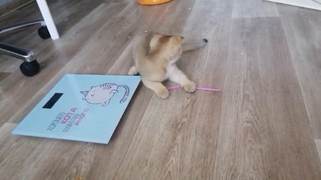 Котик вислоухий игривый малыш 2 месяца Хорошего кота должно быть много))))) смотреть онлайн