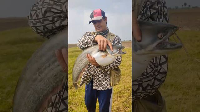 wallago attu catfish fishing || short video|| fishing video смотреть онлайн