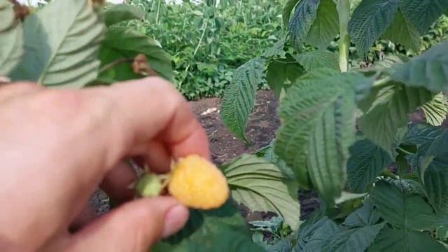 Жёлтая Зюгана на летние плодоношение. смотреть онлайн