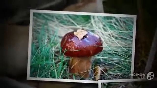 ГРИБ ВАЛУЙ смотреть онлайн