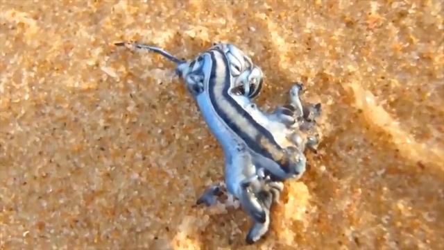 Настолько Необычных Животных Вы Еще не Видели Топ 10 смотреть онлайн