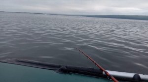 СОМ НА КВОК.УТРО ПОСЛЕ БУРИ.ПОКЛЕВКА СОМА НА ЭХОЛОТЕ LOWRANCE ELITE 5 HDI