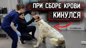 Нукер начинает вопить. Напал на Розу. Удалось надеть намордник.  Берут кровь на анализ спустя 3 дня.