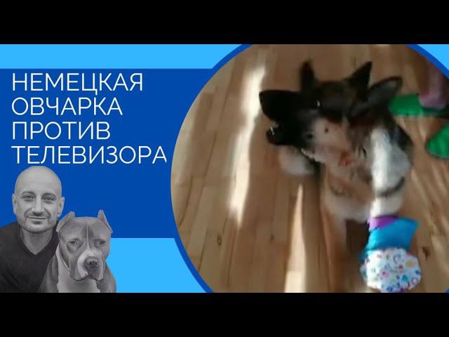 Немецкая овчарка против телевизора смотреть онлайн