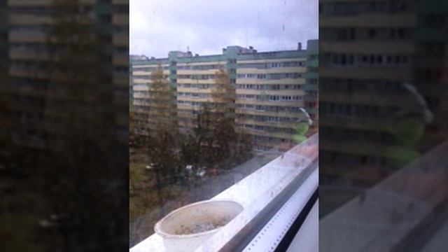 Кормушка для синиц смотреть онлайн