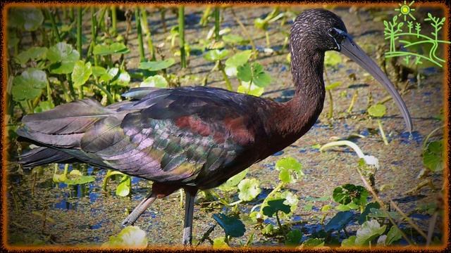 Голоса птиц Как поёт Каравайка (Plegadis falcinellus).mp4 смотреть онлайн