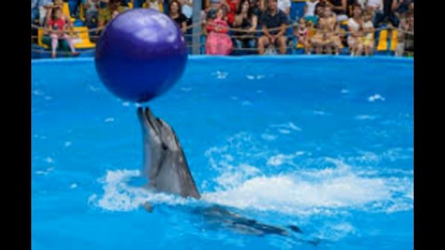 Замечательные наши друзья - Дельфины, добрые и преданные смотреть онлайн