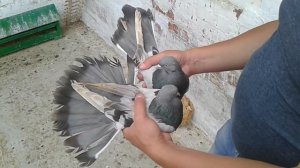 Мои молочные и жёлтые николаевские голуби.