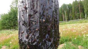 Ловушка для оводов, паутов, слепней