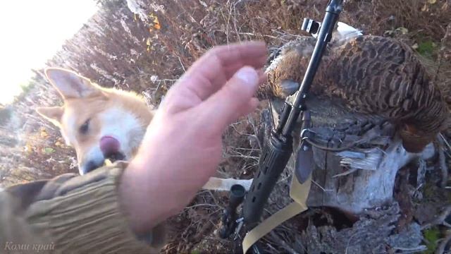 КАРАБИН ТИГР Vs ТЕТЕРЕВ НА 370 МЕТРОВ, ДВА ДНЯ ОХОТЫ В НАЧАЛЕ ОКТЯБРЯ 2020