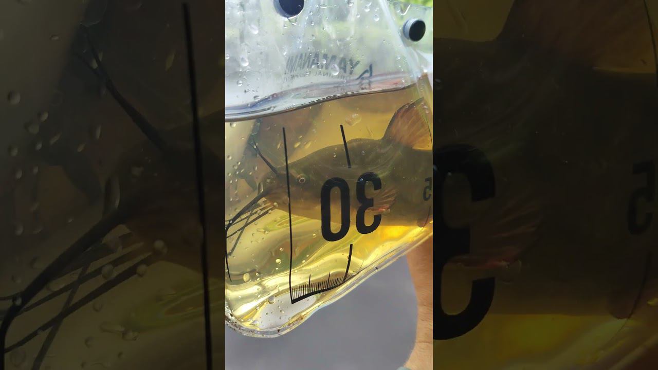 #мормышинг | Американский сомик | смотреть онлайн