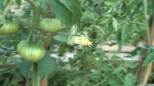 Томат Черный Русский бордовый крупный и очень вкусный