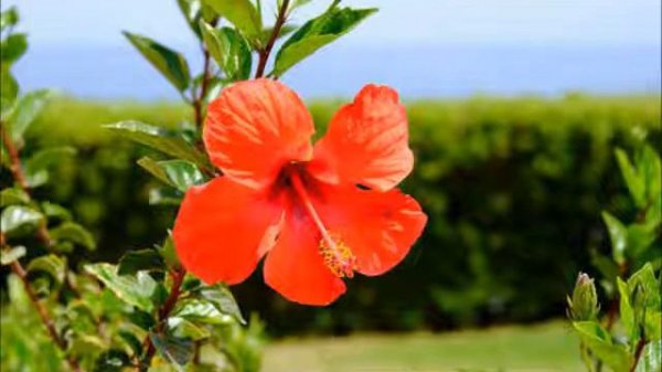 kailan kaya  (Leslie Montes) Roxy Cover