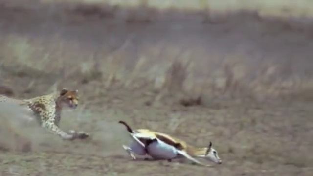 Гепард охотиться (замедленная съёмка) смотреть онлайн