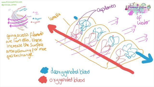Gas Exchange in Fish - Countercurrent Principle and Head Dissection | Revision for Biology A-Level смотреть онлайн
