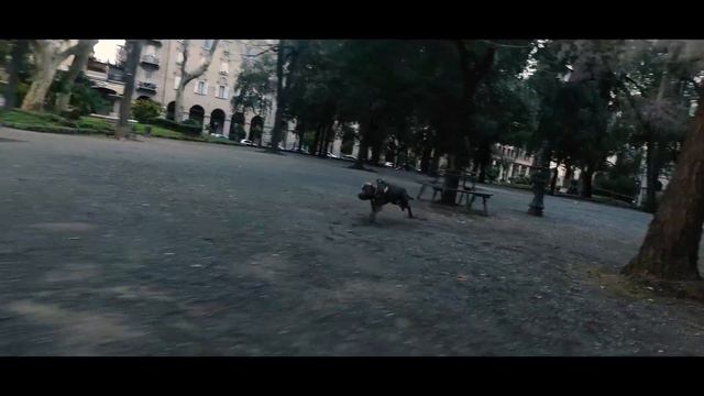 Training PT.3 Pitbull TYSON смотреть онлайн