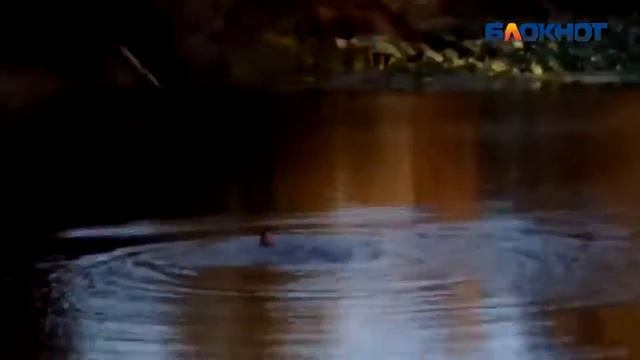 Горячие пляжницы искупались на озере лотосов в Среднеахтубинском районе смотреть онлайн